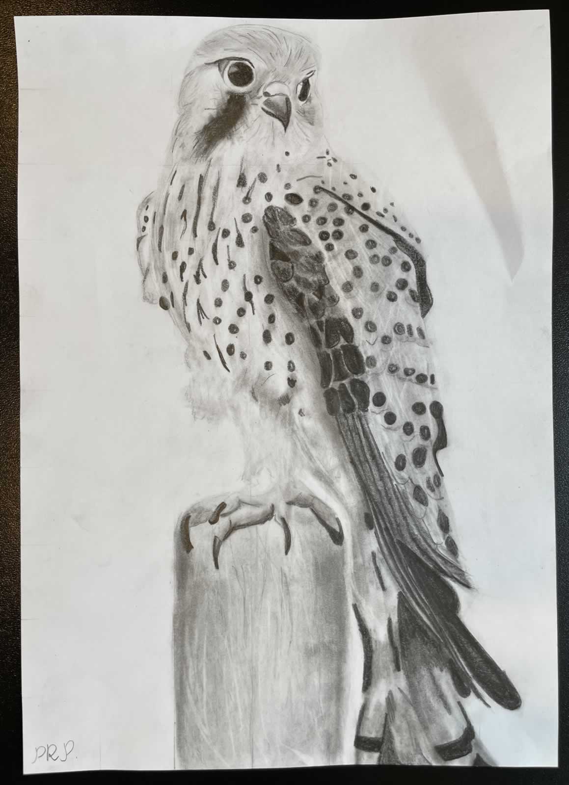 Grafit_rajztanfolyam-Sarvar-2026-01-24_04